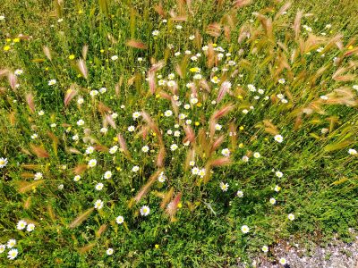 La primavera de Vivaldi