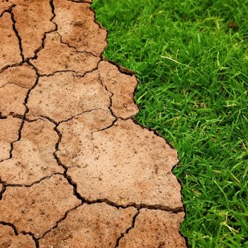 La regeneración del planeta, fuente inagotable de riqueza