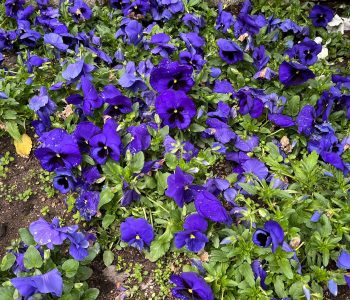 ¿Dispuesta a morir?