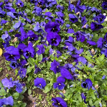 ¿Dispuesta a morir?