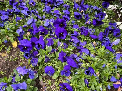 ¿Dispuesta a morir?