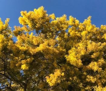 Foto, de M.deJ. Ch-C.