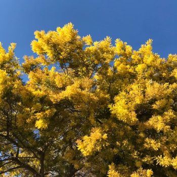 Foto, de M.deJ. Ch-C.