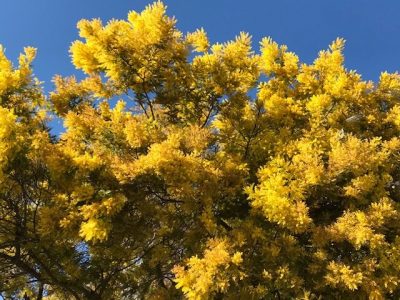 Foto, de M.deJ. Ch-C.