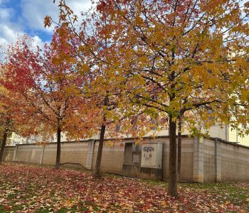 Aprender de los árboles