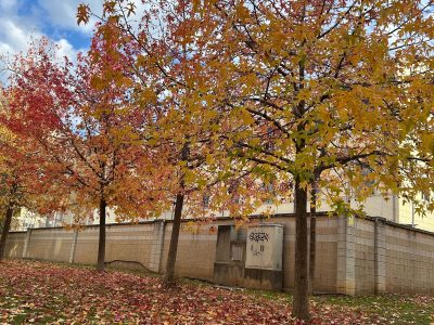 Aprender de los árboles