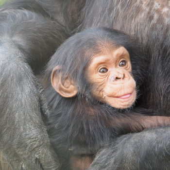 Jane Goodall, ¿su última aventura?